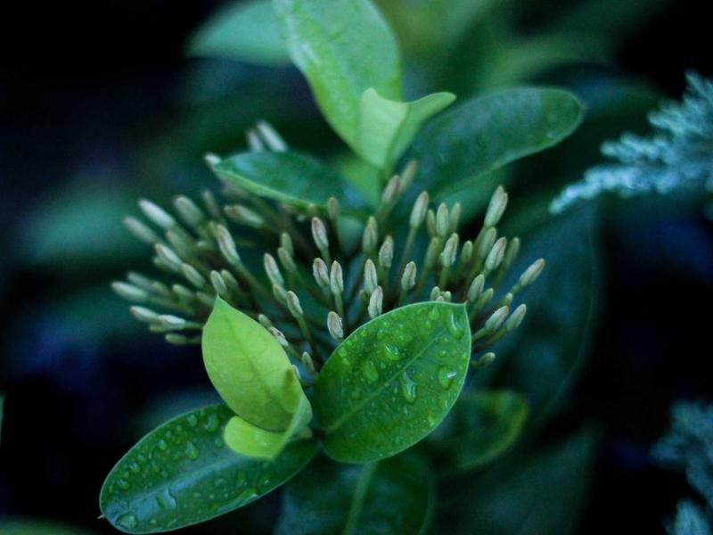 煮雪烹茶<br>gitbuvf.cn 围炉夜话雅集